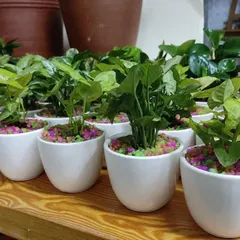 A lineup of our popular wedding return gifts. Each guest receives a healthy Syngonium plant in a white ceramic pot with colorful pebbles, a memorable and eco friendly favor.