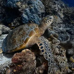 A beautiful green sea turtle resting on the reef in Sipadan, Malaysia. These ancient mariners are always a highlight on any dive.