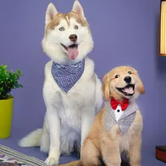 A dapper Siberian Husky and an adorable Golden Retriever puppy pose side by side in the studio, showing how I capture the distinct personalities of furry siblings.