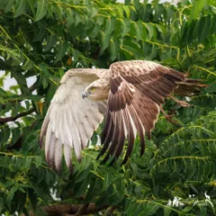A Short-toed Snake Eagle in flight against a backdrop of green foliage. These birds are masters of soaring, using their broad wings to ride thermal currents for hours.