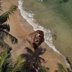 A beautiful drone view of a couple relaxing on a large rock by the sea, framed by palm trees. This kind of shot captures the tranquility and tropical beauty of a destination like Goa.