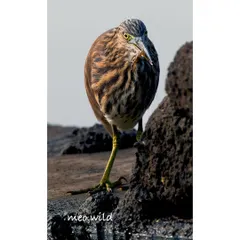 Action shots are my favorite challenge! I waited patiently to capture this Pond Heron at the exact moment it snatched a small crab for its meal. It’s a raw, powerful glimpse into the daily life of a wetland predator.