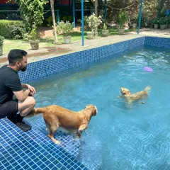 A pet parent encourages his Golden Retrievers during their pool session. We love it when owners join in the fun, making it a wonderful bonding activity.