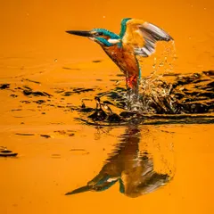 The thrill of bird action photography is freezing a split second in time. Here, a Common Kingfisher launches from the water in Wai, Maharashtra, its reflection captured in the golden-hour glow. This shot demonstrates my ability to anticipate movement and capture the raw energy of wildlife.