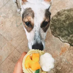This sweet face says it all. This pup is enjoying a lick of a fresh Mango Tango pupcake.
