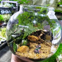 Step into a miniature world with our handcrafted terrariums. This glass bowl terrarium features lush ferns and charming figurines, creating a tiny, self-sustaining garden that's perfect for any desk or tabletop.