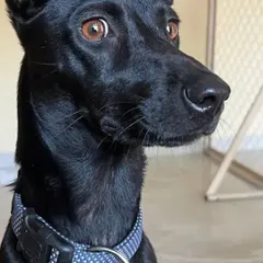 An alert and curious black Indie dog sitting indoors, watching everything with its intelligent eyes.