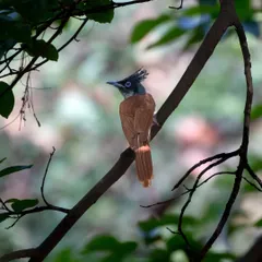 A female Indian Paradise Flycatcher in its cinnamon morph, perched gracefully in Bhondsi, Gurugram.