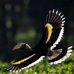 The incredible sight of a Malabar Pied Hornbill in flight, with the morning sun catching the light through its feathers. This is the kind of dynamic, challenging shot we aim for during my specialized bird photography workshops.