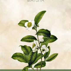 This illustration showcases the Matcha plant (Camellia sinensis). While not traditionally Indian, we embrace all-natural ingredients that promote well-being, and matcha is celebrated for its antioxidant properties and ability to provide calm, focused energy.