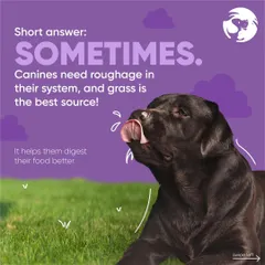 Sometimes, eating grass is perfectly normal for dogs. Canines need roughage in their diet to help with digestion, and grass can be a natural source. This image explains the nutritional reason behind the behavior.