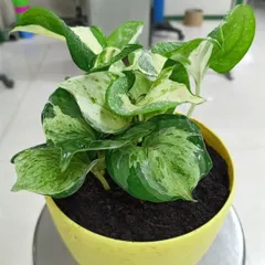 This is a Manjula Pothos, a beautiful variety of money plant with variegated green and white leaves. Like other pothos, it's incredibly easy to care for and helps purify indoor air.