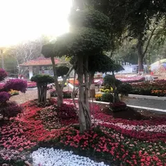 This display combines the art of topiary with colorful flower bedding. The sculpted trees and bougainvillea create a sense of structure and fantasy, perfect for a large flower show or public park.