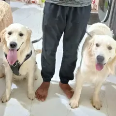 Posing with two happy Golden Retrievers after an indoor training session. General obedience is not just for walks; it is about creating calm and well-behaved dogs inside the home too.