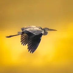 A Grey Heron flying against a golden sunset. The light illuminates its wings from behind, creating a beautiful silhouette and highlighting the structure of its feathers.