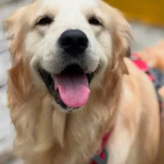 This is the happy face of a dog who feels safe, loved, and is having the time of his life. My goal is to see this smile on every single one of our furry guests.