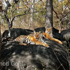 This is a tribute to the legendary tigress 'Collarwali' of Pench, who passed away in 2022. Known as 'Super Mom', she gave birth to a record 29 cubs. I photographed her here as a young subadult in 2007, already looking like a queen on her throne.