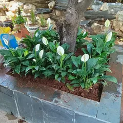A well-designed planter can be a beautiful feature on its own. For this home, I built a raised planter with slate tiles to encircle a tree, filling it with blooming Peace Lilies that thrive in the shaded conditions.