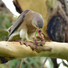 A closer look at the Shikra feeding. Documenting these behaviors provides valuable insight into the lives of these urban predators.