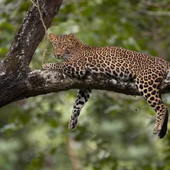 A classic Kabini scene: a leopard relaxing on a tree branch. While less common now, these sightings are a throwback to when this park was known as the leopard capital of India.