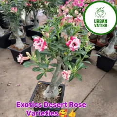 This is an exotic Desert Rose (Adenium) with beautiful white and pink variegated petals. These plants are known for their unique swollen trunks and stunning flowers.