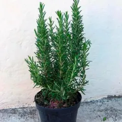 A healthy Rosemary plant. It's a wonderful herb to have in your kitchen garden for its fragrance and culinary uses.