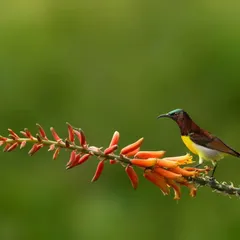 A Purple-rumped Sunbird perched on a flowering aloe vera plant. The contrast between the bird's iridescent colors and the orange flowers is simply stunning.