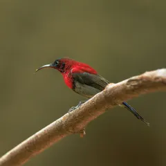 The Vigors's Sunbird, also known as the Western Crimson Sunbird, is another stunning endemic of the Western Ghats. The male's scarlet breast is incredibly vibrant.