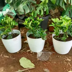 A set of three identical white pots, ready for planting. We can provide matching planters to create a cohesive and uniform look for your home or office garden arrangement.