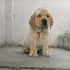 A show-quality Labrador puppy with a blocky head and solid build. This pup is calm and confident, displaying the ideal temperament for a family pet or show dog.