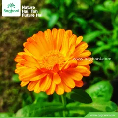 A perfect, sun-kissed Calendula flower. Known for their bright orange and yellow hues, these are a cheerful addition to any winter garden bed.