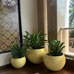 The right planter can completely change a room's vibe. This set of three glossy yellow globe planters adds a pop of cheerful color and modern style, showing how we customize our fibre pots to match your decor perfectly.