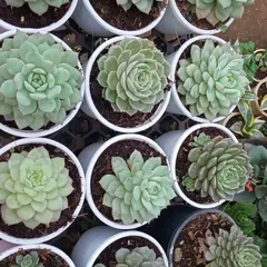 These tightly formed Echeveria rosettes showcase a beautiful, symmetrical pattern. They are healthy, well-rooted, and ready to be a low-maintenance addition to your home.