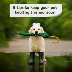 Monsoon season means more fun in the mud, but it also requires extra care. Here are our top tips for keeping your pet healthy and happy when the rains come, from paw care to parasite prevention.