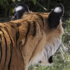 A view of the tiger's powerful form from behind, highlighting the iconic stripes and the sensitive ears that miss nothing in the forest. Even a partial view conveys the immense presence of this animal.