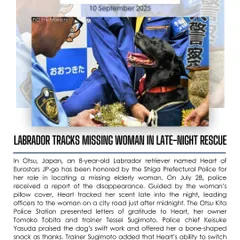 In Japan, an 8-year-old Labrador named Heart was honored by police for tracking and finding a missing elderly woman. Her remarkable ability to switch from a calm companion to a focused tracker saved a life.