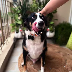 My Chief Pawsitivity Officer, Max, giving his seal of approval on a recent balcony project. I make sure my green spaces are beautiful, relaxing, and completely safe for your furry friends.