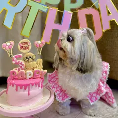 The moment of truth. Poppy goes in for a taste of her delicious birthday cake. We ensure every ingredient is safe and yummy for your pets.