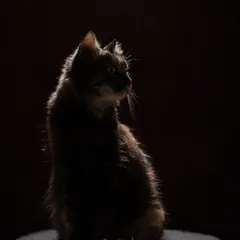 A cat looking over its shoulder, with a beautiful halo of light around its fur. Cats are natural models, always elegant and poised.