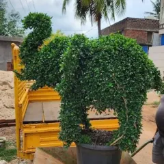 This large elephant topiary, with its trunk raised, is shown being prepared for transport. I handle all the logistics to ensure these large, custom-made garden sculptures arrive safely at their new home.