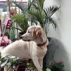 Sometimes the most important skill we can teach our dogs is how to just relax and enjoy their own company. Here's Luna looking perfectly content and calm in her own space.
