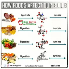This chart explains how different foods are broken down by the body. Proteins digest into amino acids for building, carbs into sugar for energy, and fats into vital molecules for cellular health.