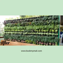This is the "after" shot of a vertical garden maintenance project. My team carefully replaced and rearranged the plants to create a full, healthy, and beautifully patterned living wall, restoring its original lush appearance.