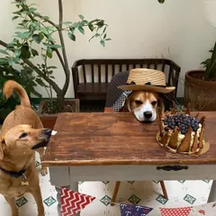 A party scene with the birthday boy and a friend. It's so fun to see pups celebrating together.