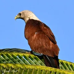 The Brahminy Kite, with its contrasting white head and chestnut body, is a common but magnificent sight along India's coastlines and wetlands. Here it sits majestically atop a palm, ever watchful, a true ruler of the skies.