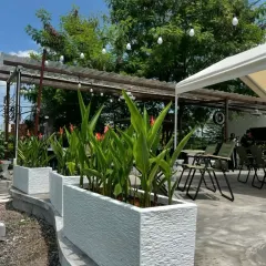 An outdoor seating area for a cafe, enhanced with our planter arrangements. We used textured white fiberglass planters filled with Birds of Paradise to define the space and add a tropical, relaxing vibe.