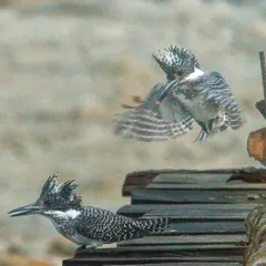 A clear shot of the male Crested Kingfisher hovering, its wings a blur of motion. These large, powerful kingfishers are a spectacular sight.