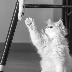 Meet Tofu, the smallest, cutest, and naughtiest of his trio. This black and white action shot captures him mid-pounce, a perfect representation of his boundless kitten energy.
