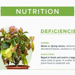 This guide focuses on plant nutrition deficiencies. If you notice weak stems or discolored leaves, your plant may need fresh soil or nutrients. We explain how to solve this by repotting or adding plant food.
