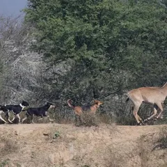 The Nilgai runs for its life, with the pack of dogs in hot pursuit. The next morning, she was found dead. Precise data on this threat is not clearly realized, but it is huge and rising.